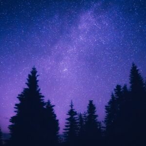 silhouette of trees under blue sky during night time